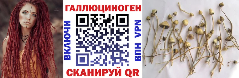 купить наркотик  Подпорожье  Псилоцибиновые грибы Psilocybine cubensis 